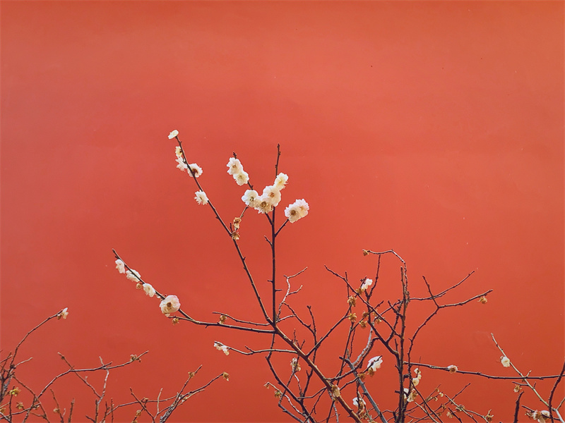 遠山古剎，暗香浮動(圖1)